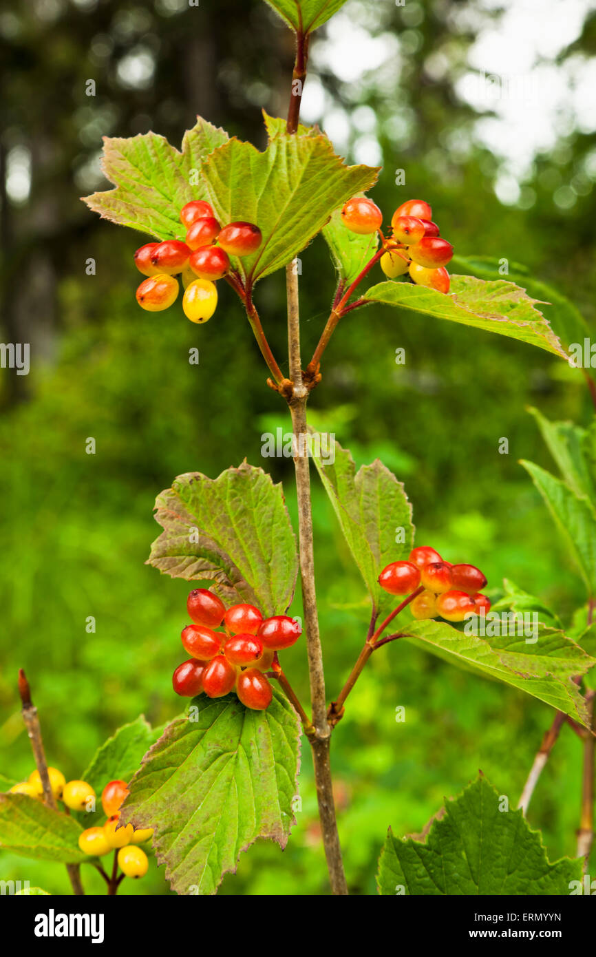 Close up of highbush cranberry, Kenai Wildlife Refuge; Alaska, United States of America Stock Photo