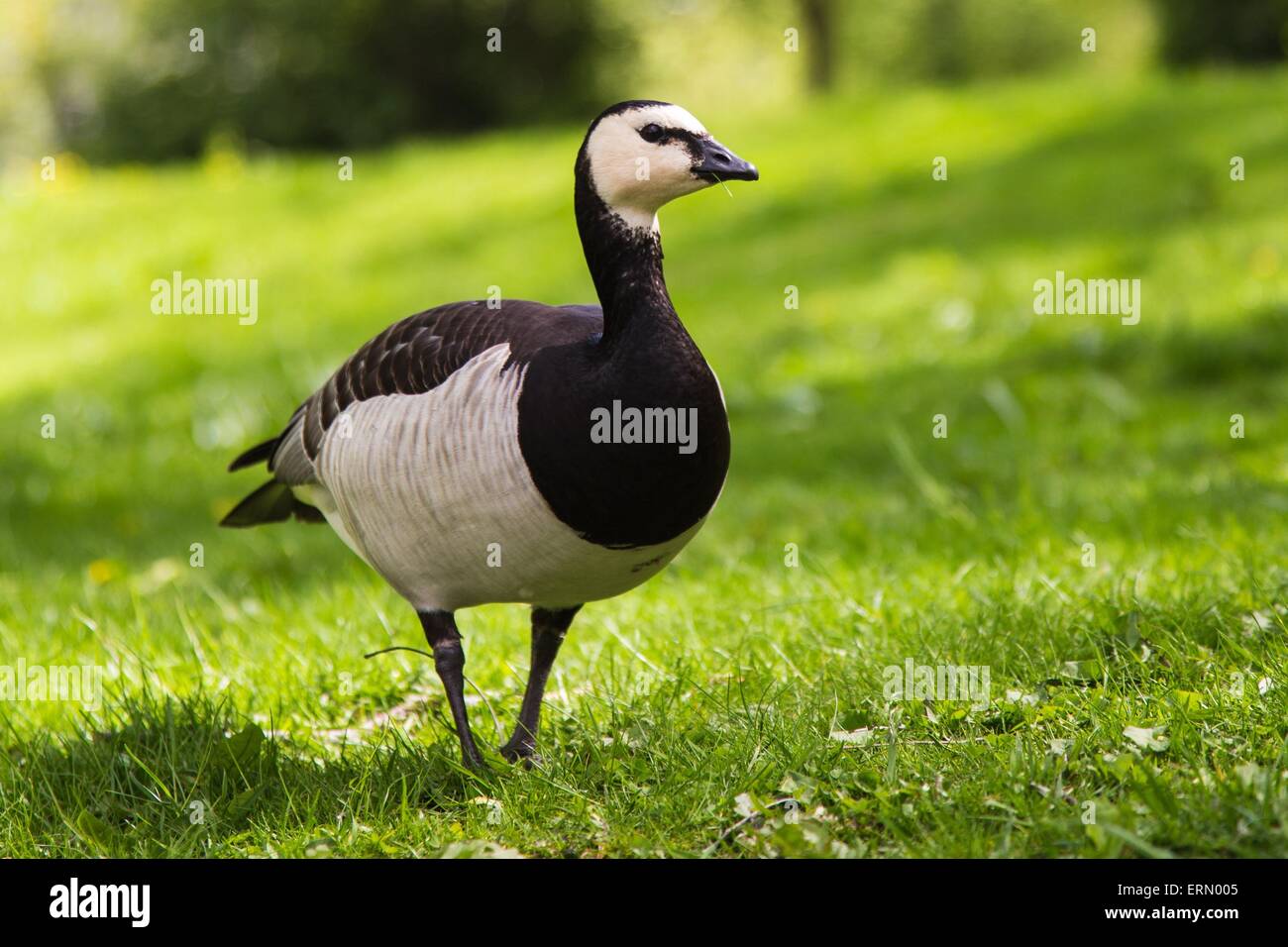 Beautiful Barnacle Goose Standing on Green Grass With Shrubbery in the Background Stock Photo