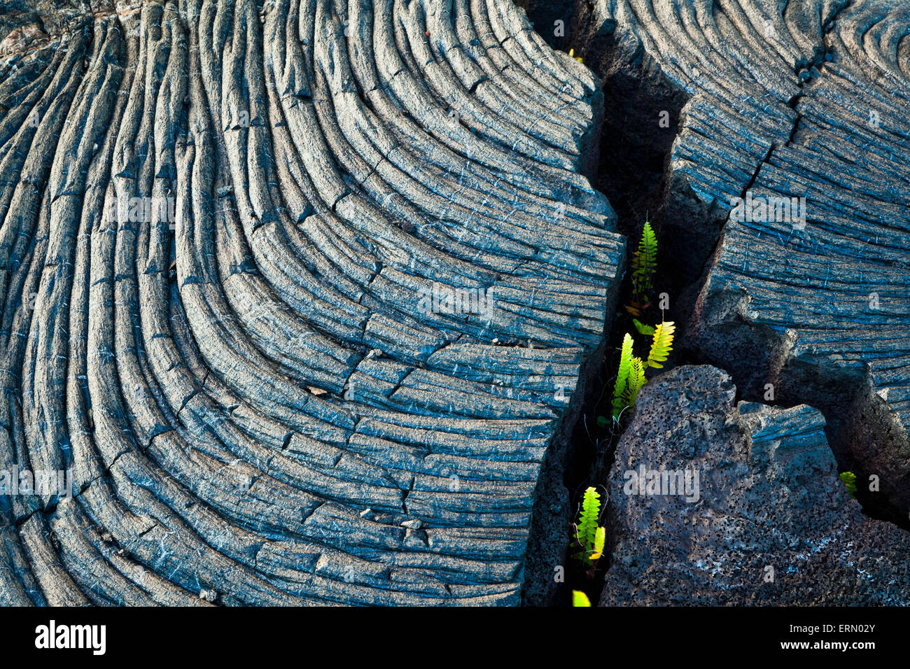 Nephrolepis cordifolia hires stock photography and images Alamy