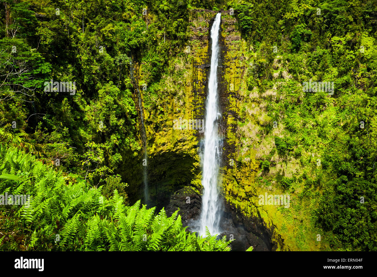 Hawaii rainforest hi-res stock photography and images - Alamy