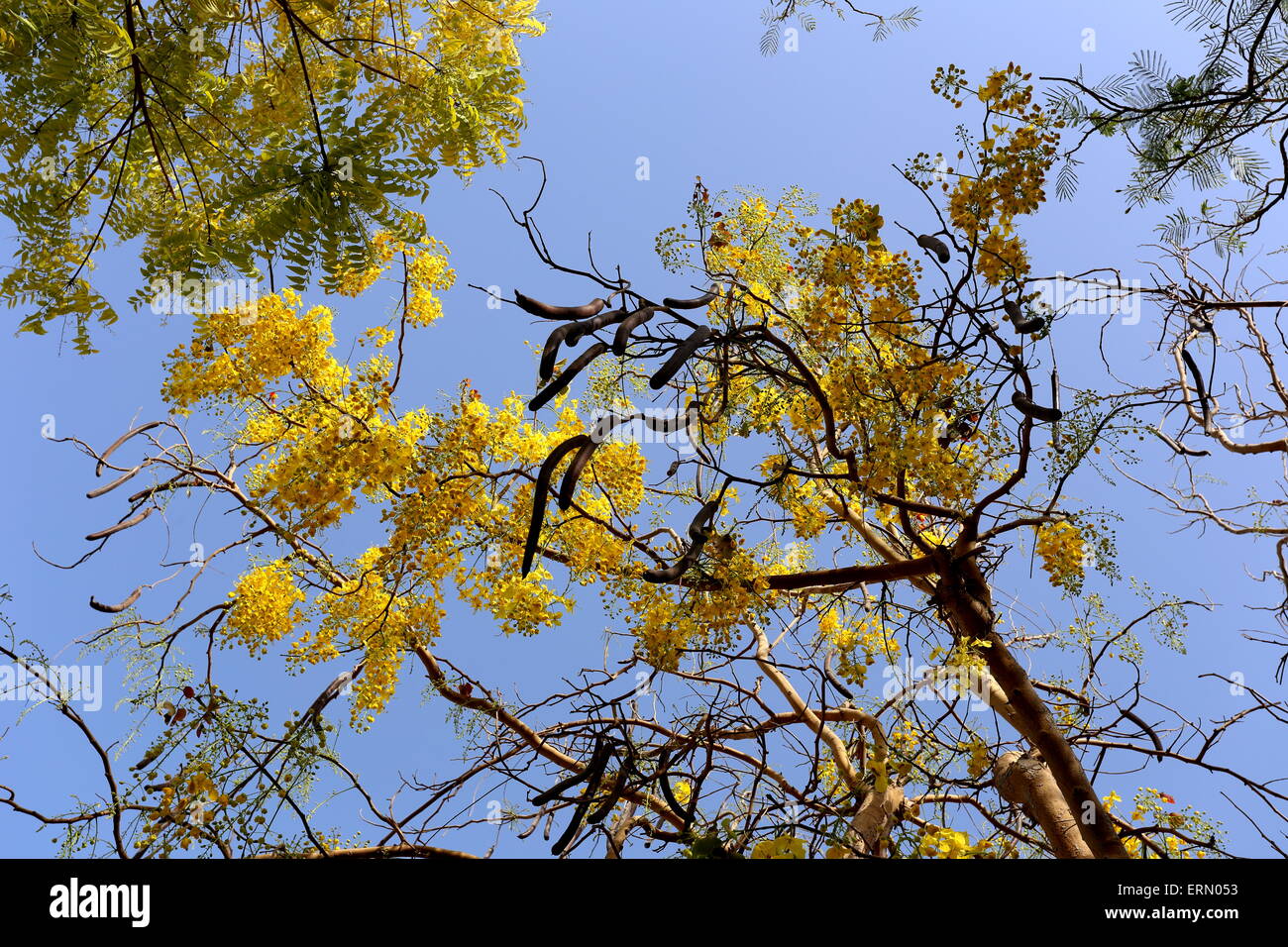 Cassia tree with seedpods in a residential compound, Saar, Kingdom of Bahrain Stock Photo
