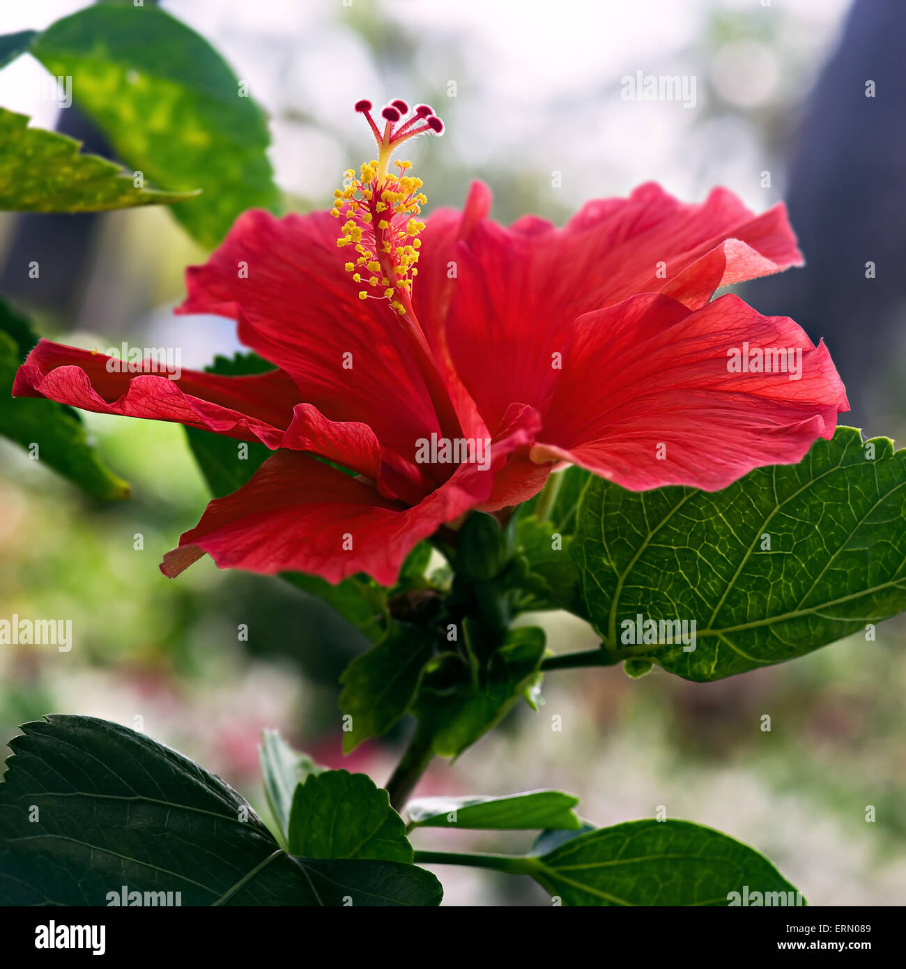 Hibiscus red flower close up single one square Stock Photo