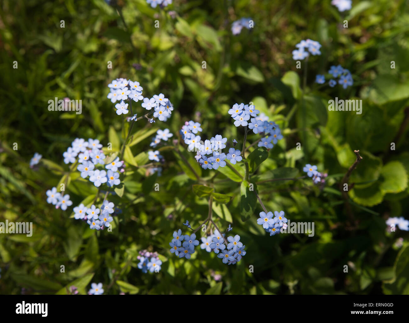 Myosotis. Forget me nots in a garden under sun light, selective focus Stock Photo
