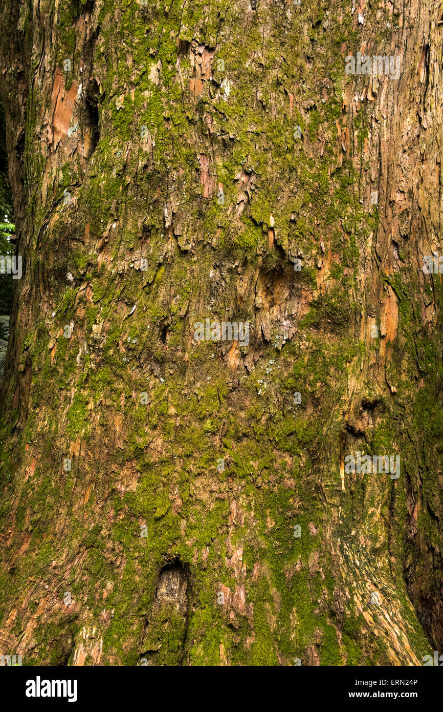 Close up of Totara tree in Manawatu Gorge, New zealand. Stock Photo