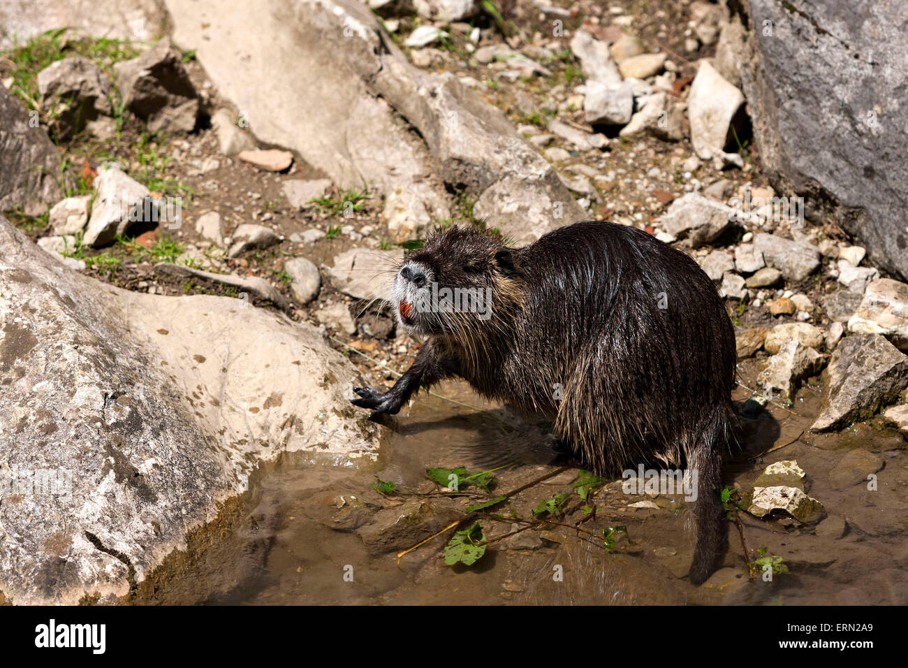 Swamp Beaver ( Myocastor  coypus) Stock Photo