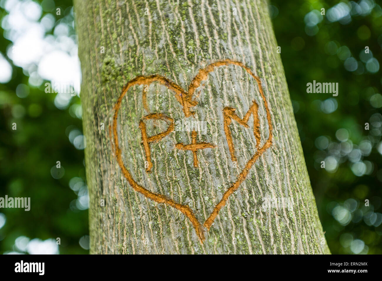 carved initials letter of lovers on the tree Stock Photo