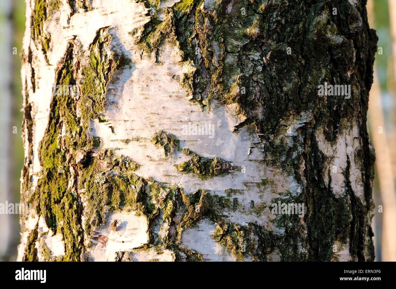 Tree trunk. Deciduous tree, birch with white bark Stock Photo Alamy