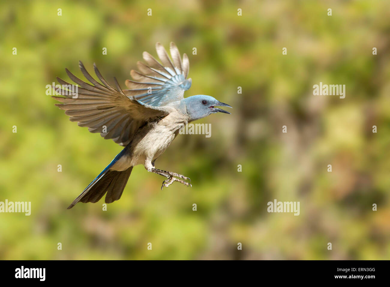 Mexican Jay Aphelocoma ultramarina arizonae Santa Rita Mountains, Pima County, Arizona, United States 18 May     Adult      Corv Stock Photo