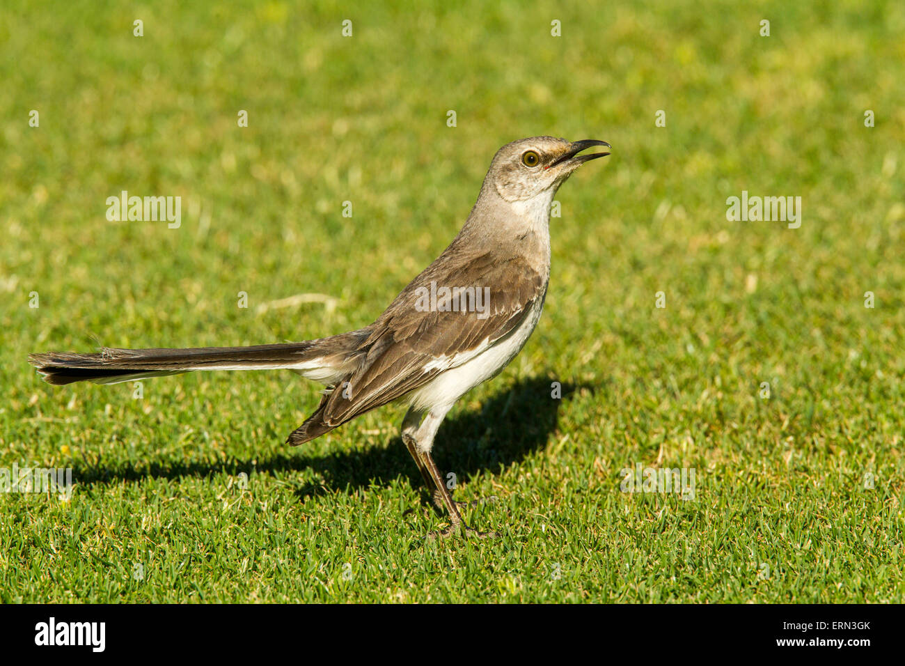 Northern Mockingbird Mimus polyglottos Tucson, Pinal County, Arizona,  United States 3 June Adult Mimidae Stock Photo - Alamy, image size:1300x956