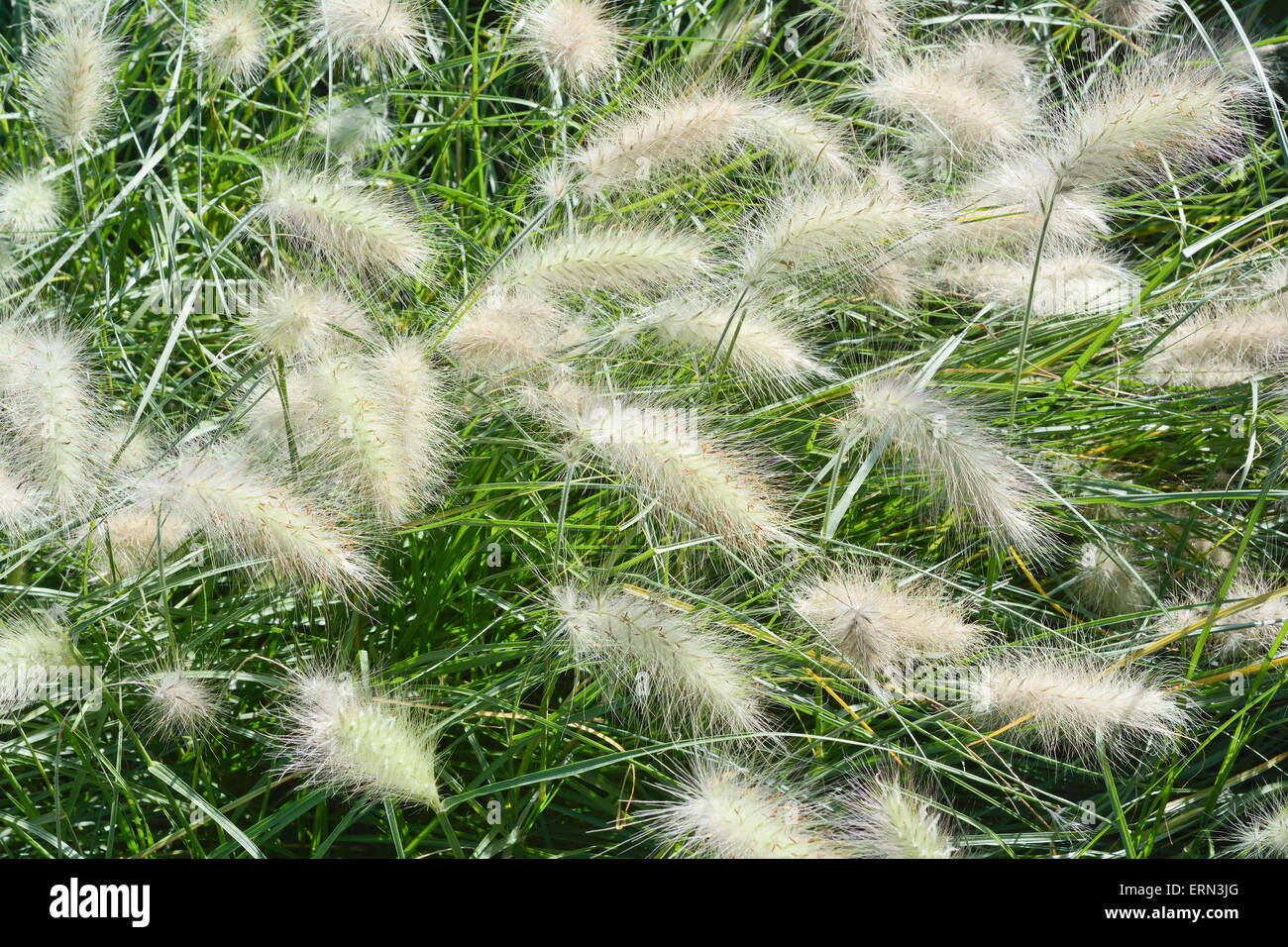 Garden with Close Up of Fountain Grass Stock Photo