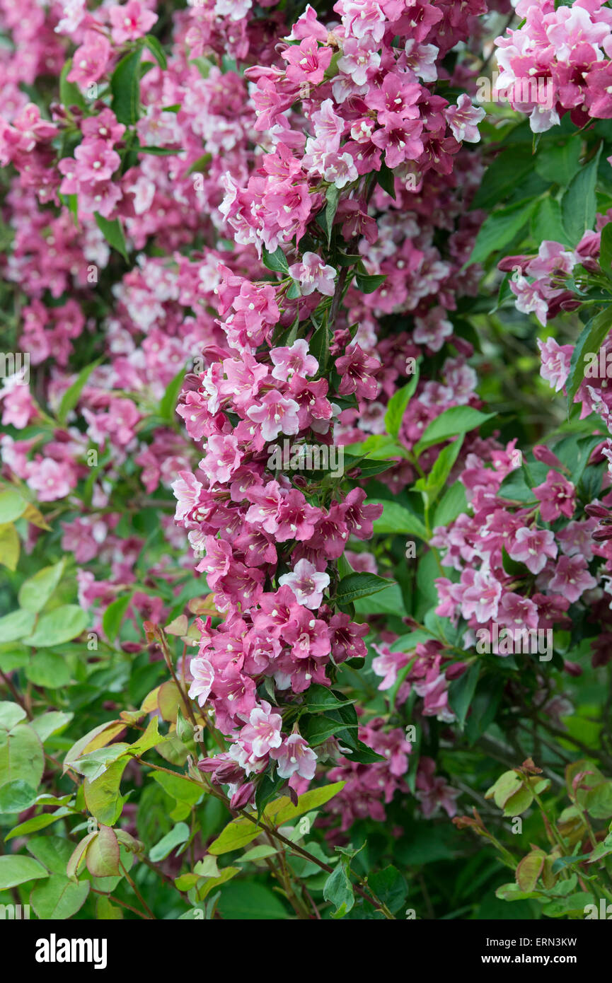 Weigela florida 'Foliis Purpureis' . Purple Weigela flowering Stock