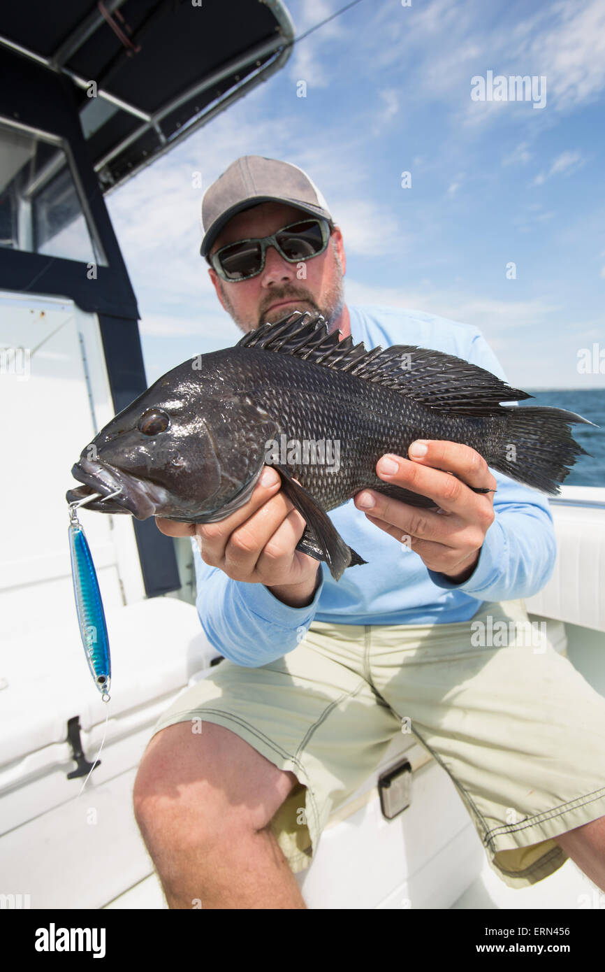 Black sea bass caught off the coast of Martha's Vineyard; Massachusetts