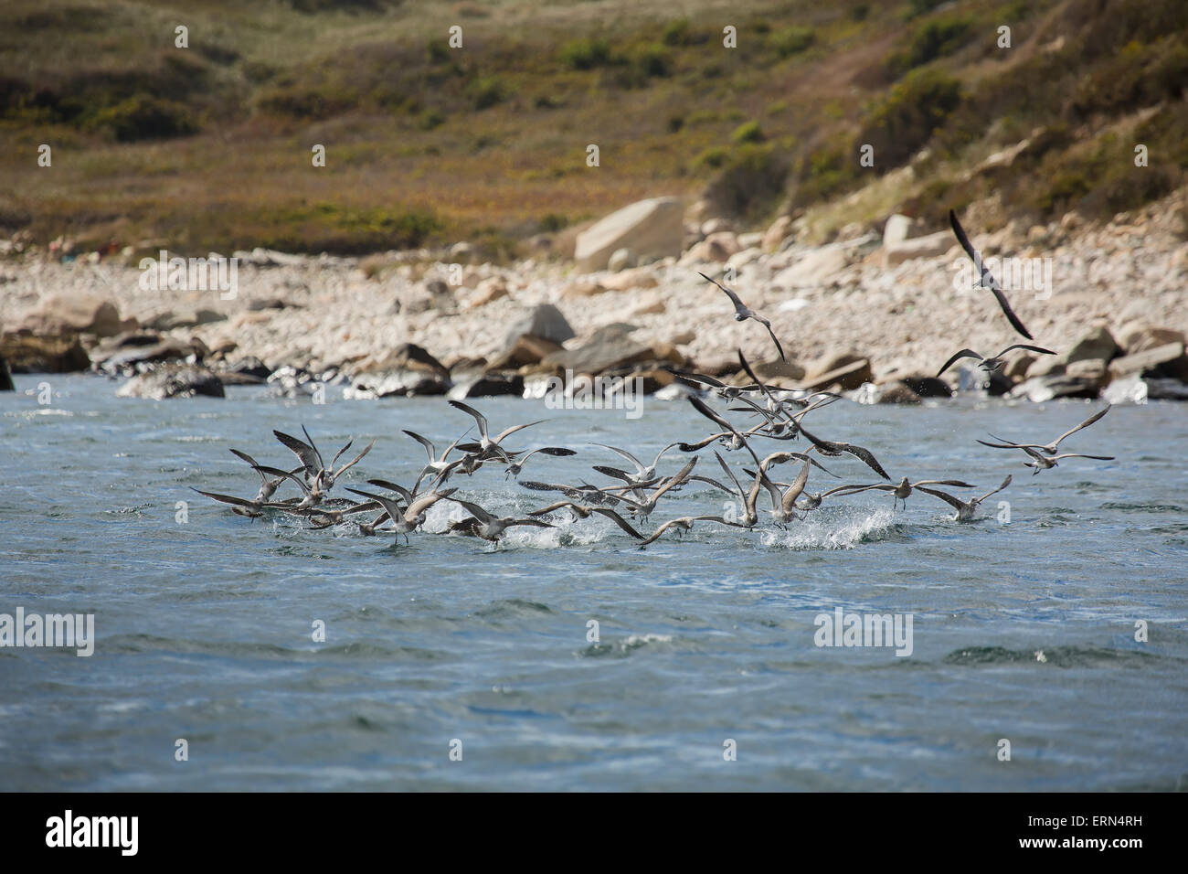 Birds feeding on bait fish off Martha's Vineyard; Massachusetts, United States of America Stock