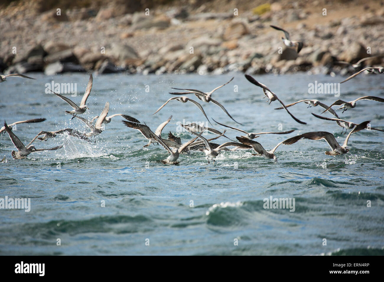 Birds feeding on bait fish off Martha's Vineyard; Massachusetts, United