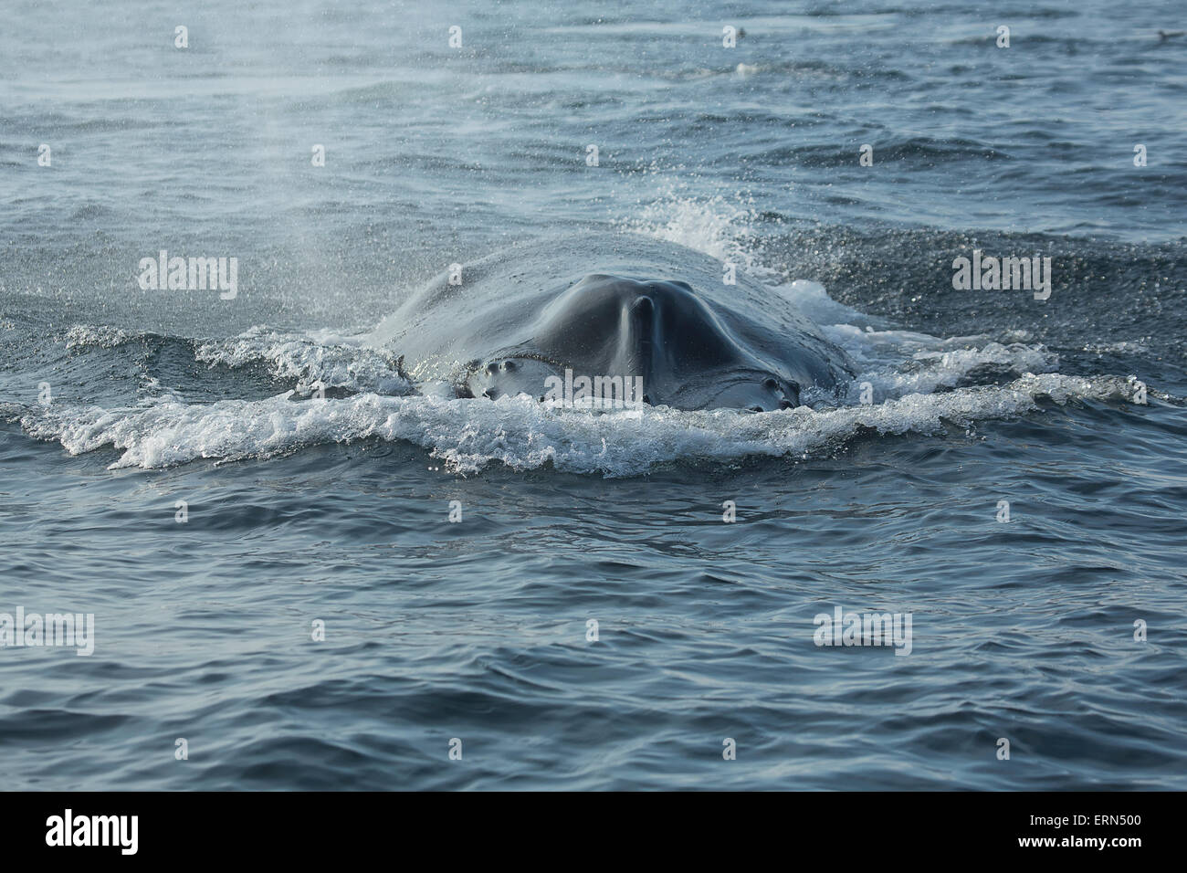 North atlantic humpback whale breaching hi-res stock photography and ...