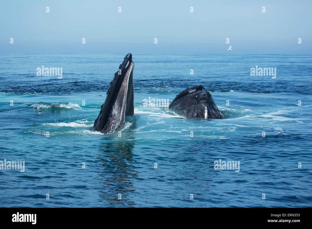 North atlantic humpback whale breaching hi-res stock photography and ...