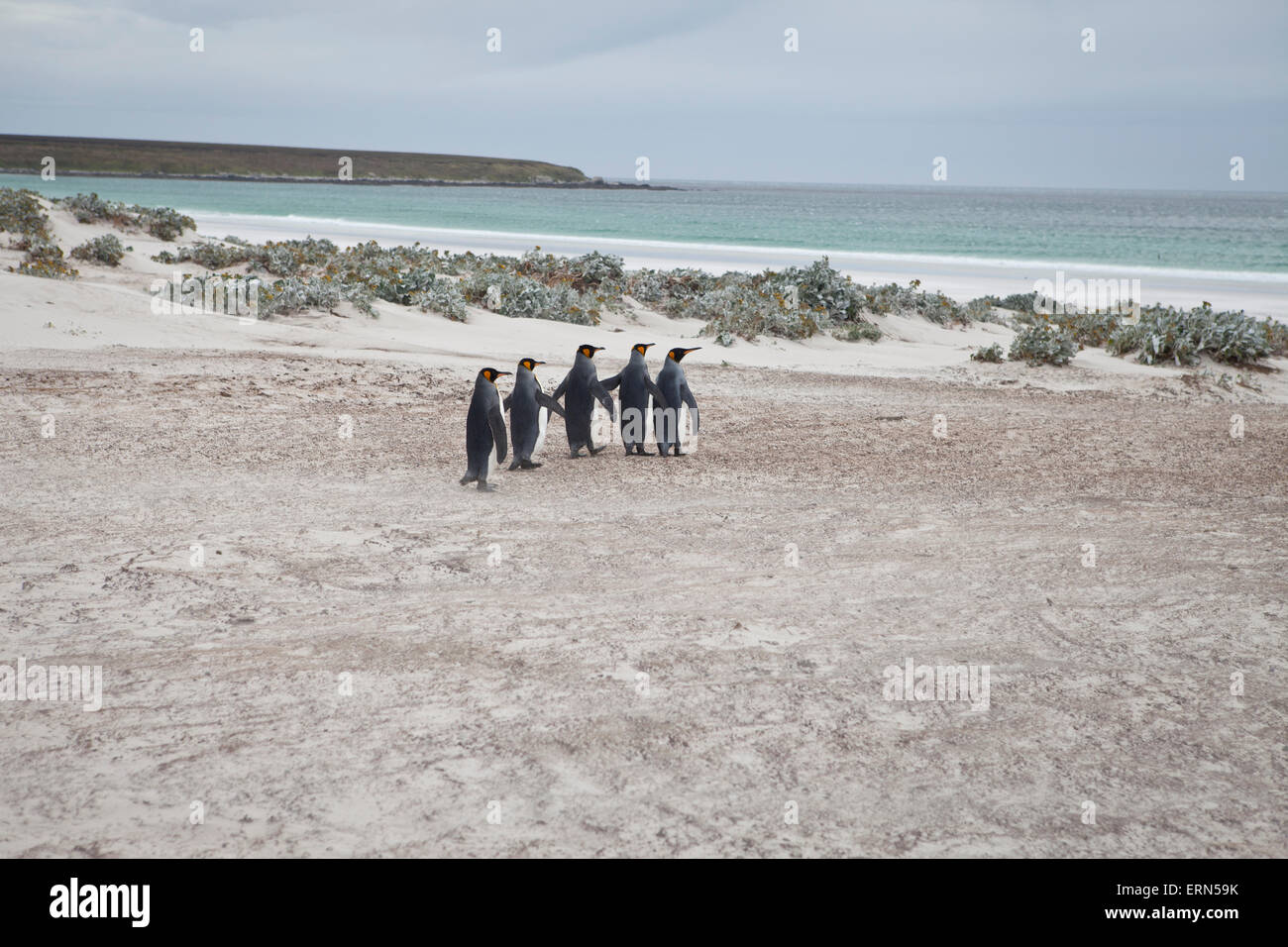 IS THE FALKLAND ISLANDS A BRITISH COLONY visual data 2