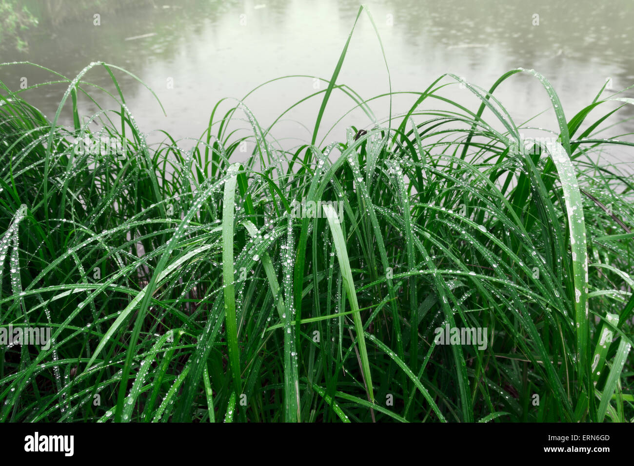 green, field, sky, landscape Stock Photo