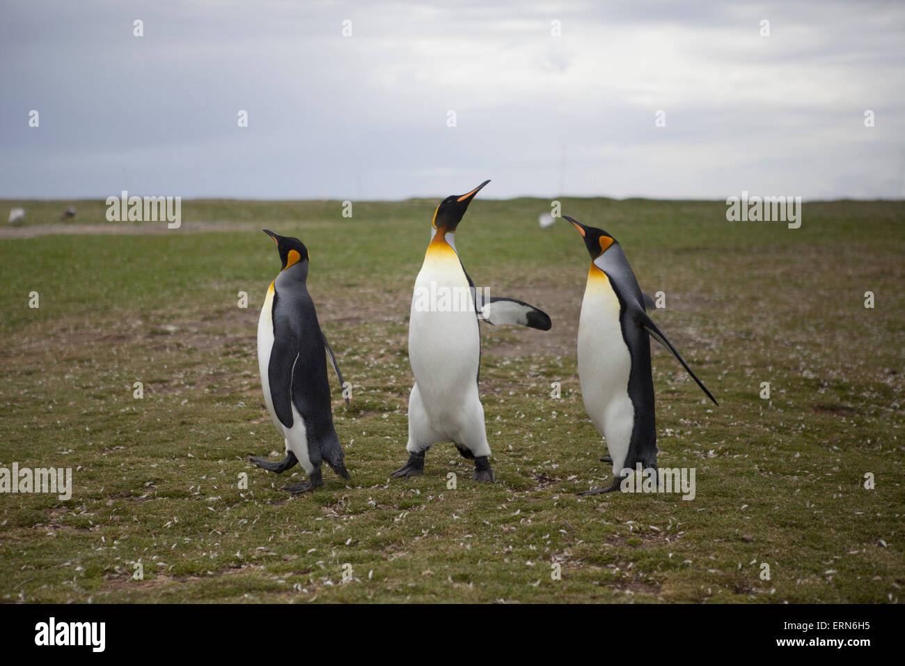 Falkland islands conflict hi-res stock photography and images - Alamy
