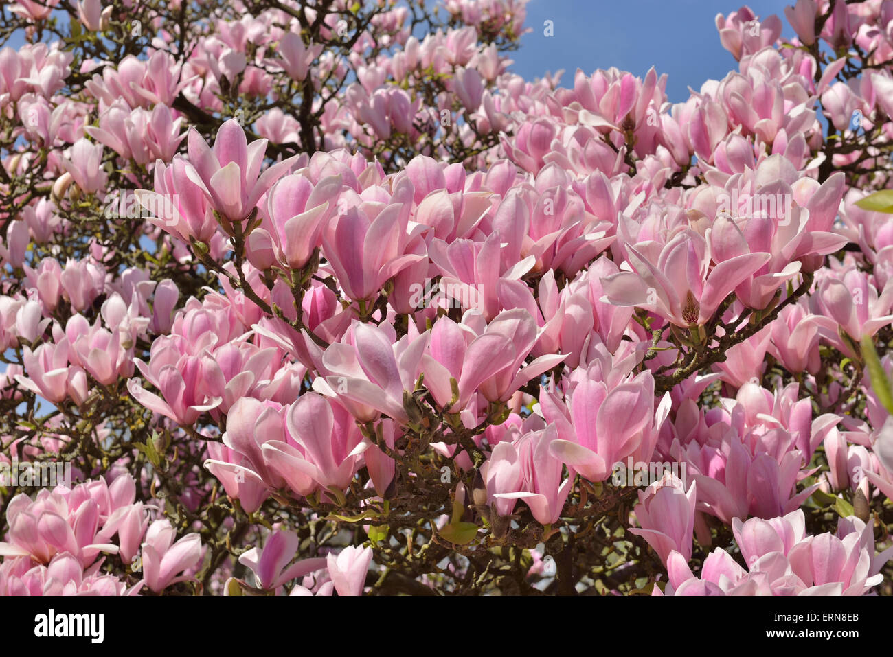 Magnolia tree covered with big pink flowers on blue sky Stock Photo - Alamy