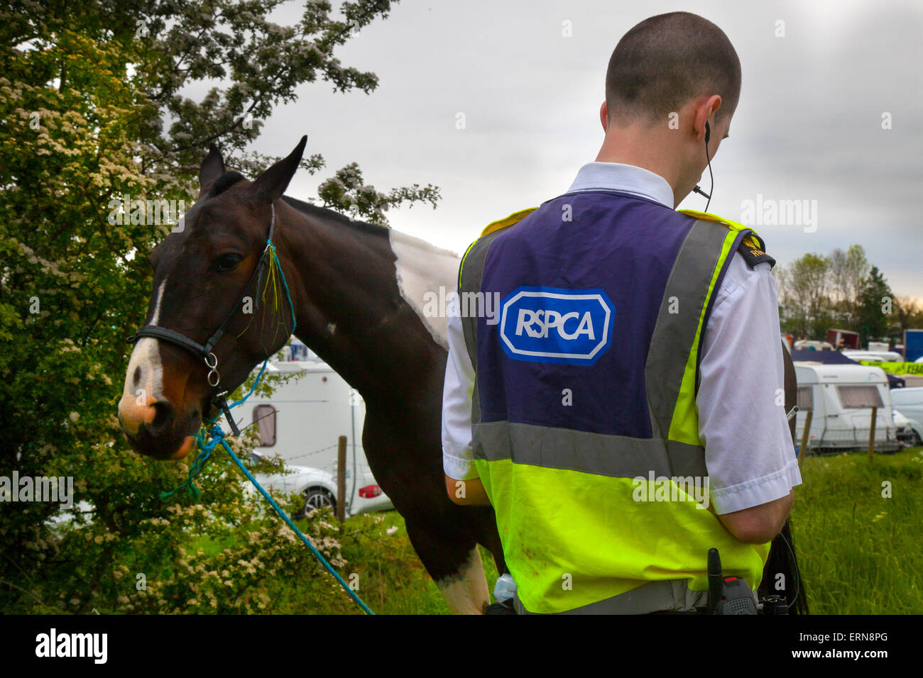 RSPC officer at the Appleby Horse Fair in Cumbria.  The Fair is an annual gathering of Gypsies and Travellers which takes place on the first week in June, and has taken place since the reign of James II, who granted a Royal charter in 1685 allowing a horse fair 'near to the River Eden', and is the largest gathering of its kind in Europe. Appleby, Cumbria, Uk. 5th June, 2015. Stock Photo