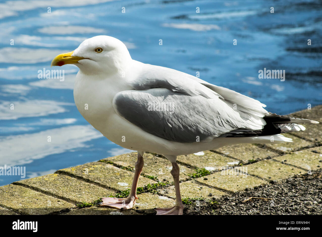 Seagull By A Pond Stock Photo