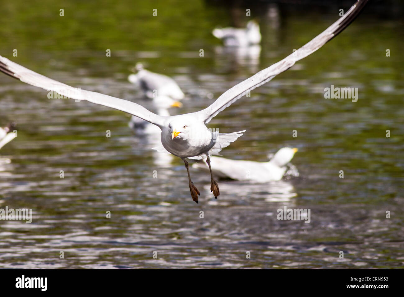 Seagull Flying Over Water Stock Photo