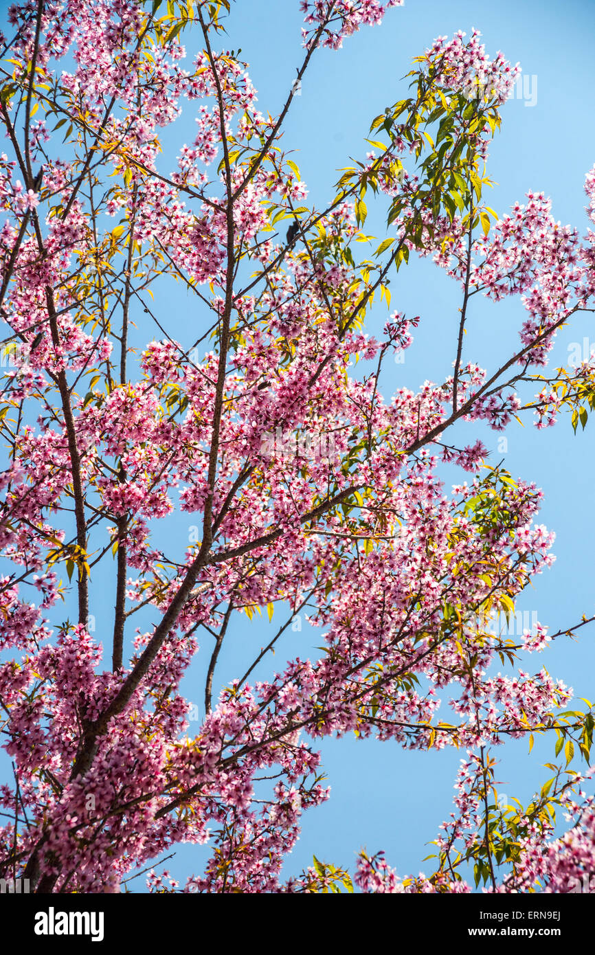 Flowering apricot tree Stock Photo - Alamy