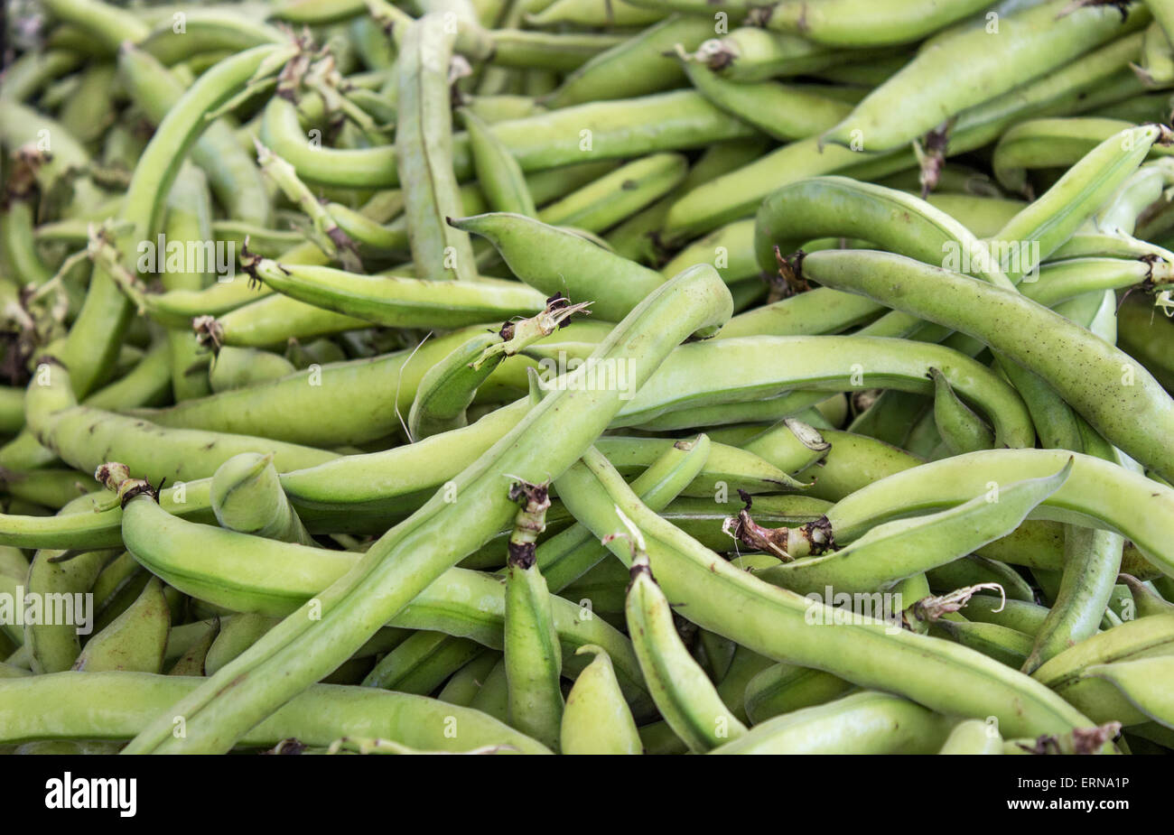 many fresh green, broad beans Stock Photo Alamy