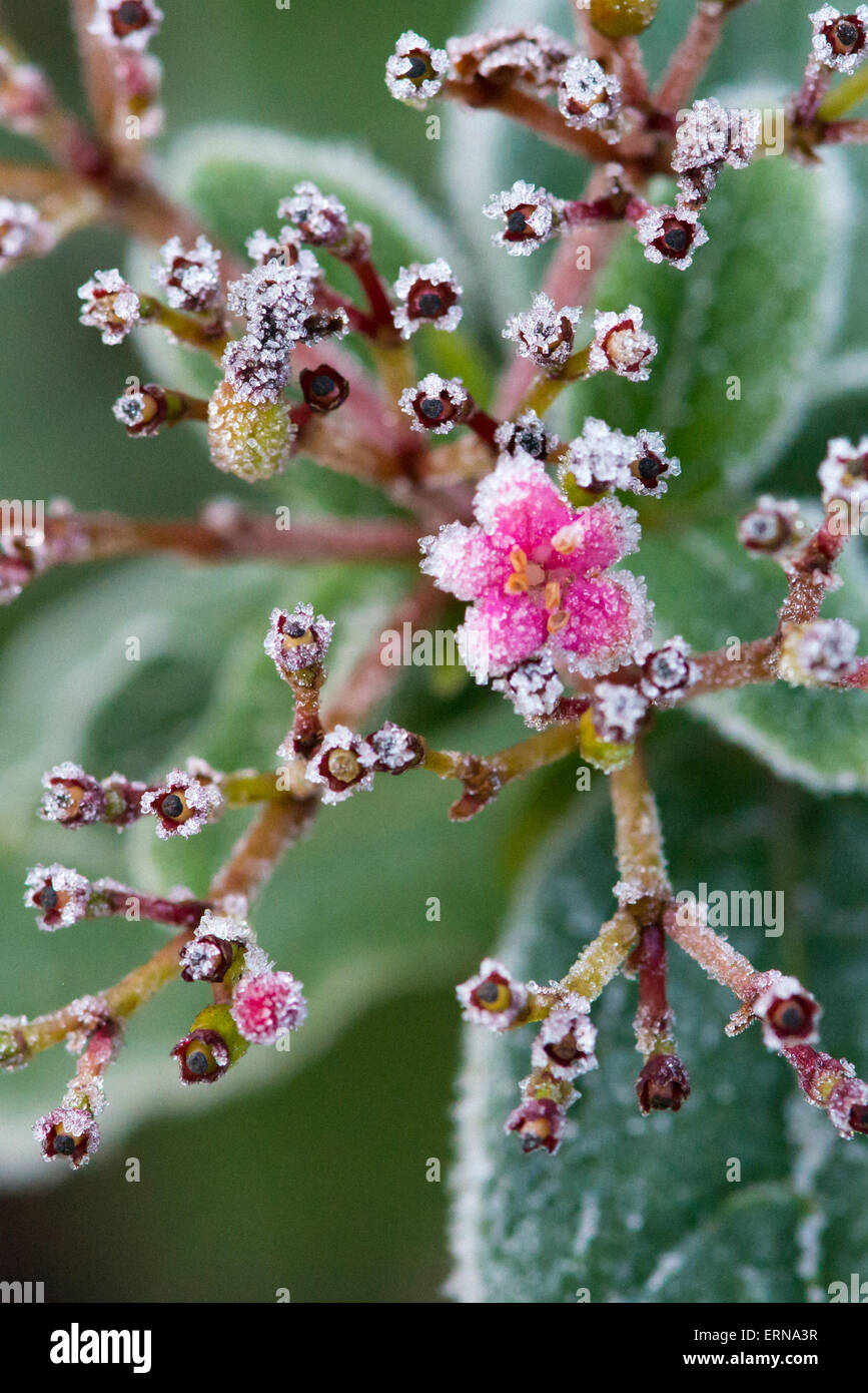 Cluster of flowers hi-res stock photography and images - Alamy
