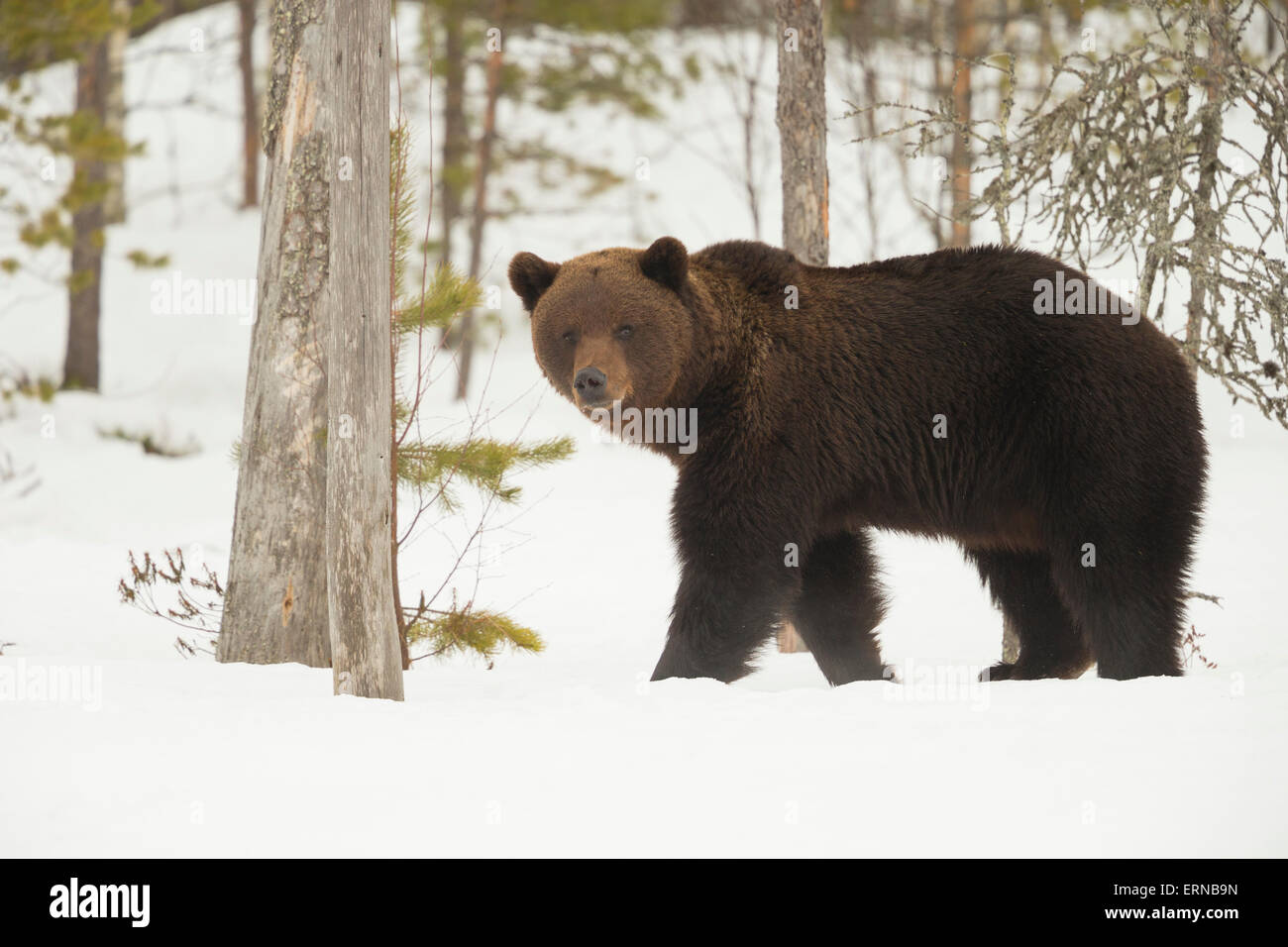 Eurasian Brown Bear (Ursus arctos arctos), during winter, Finland. Stock Photo
