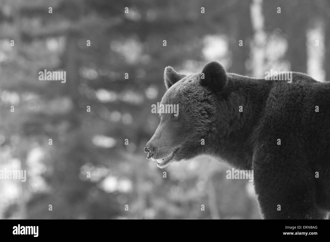 Eurasian Brown Bear (Ursus arctos arctos), during winter, Finland. Stock Photo