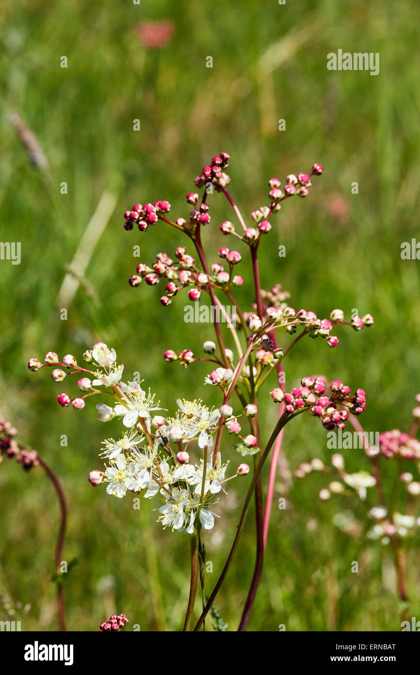 Dropwort in flower. Hurst Meadows, West Molesey, Surrey, England. Stock Photo