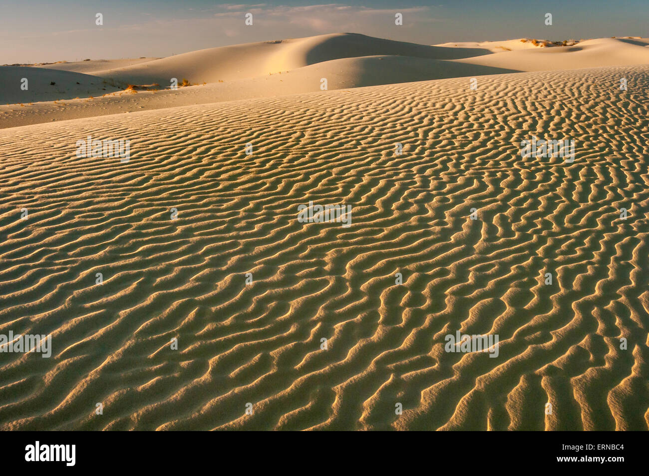 Dunes at sunset, Monahans Sandhills State Park, Chihuahuan Desert, Texas, USA Stock Photo