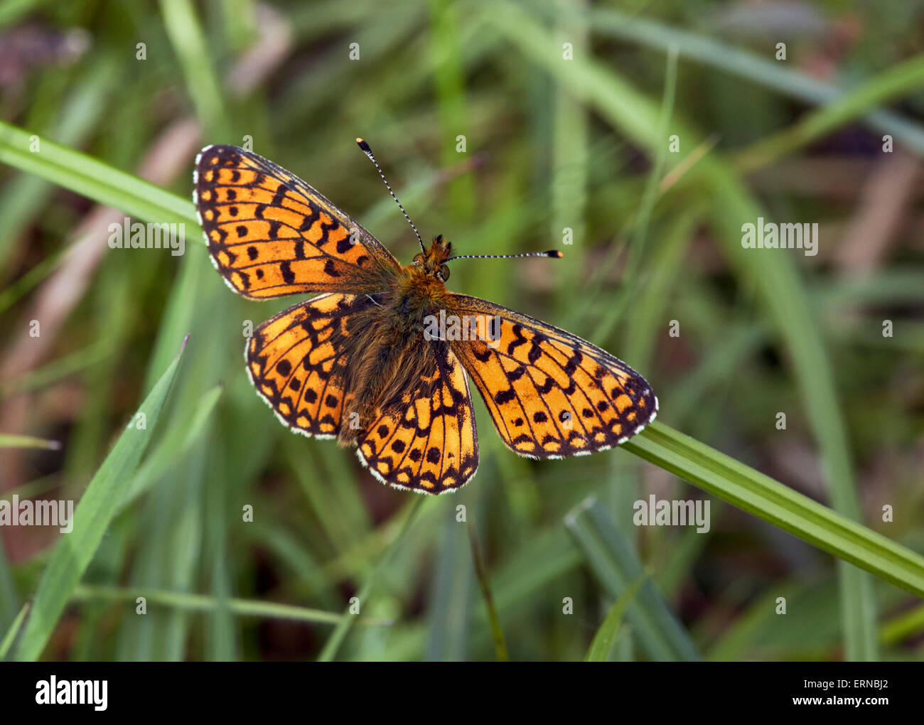 Small Pearl-bordered Fritillary. Bentley Wood, West Tytherley, Hampshire, England. Stock Photo
