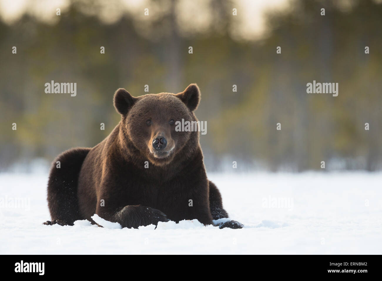 Eurasian brown bear (Ursus arctos arctos), during winter, Finland. Stock Photo