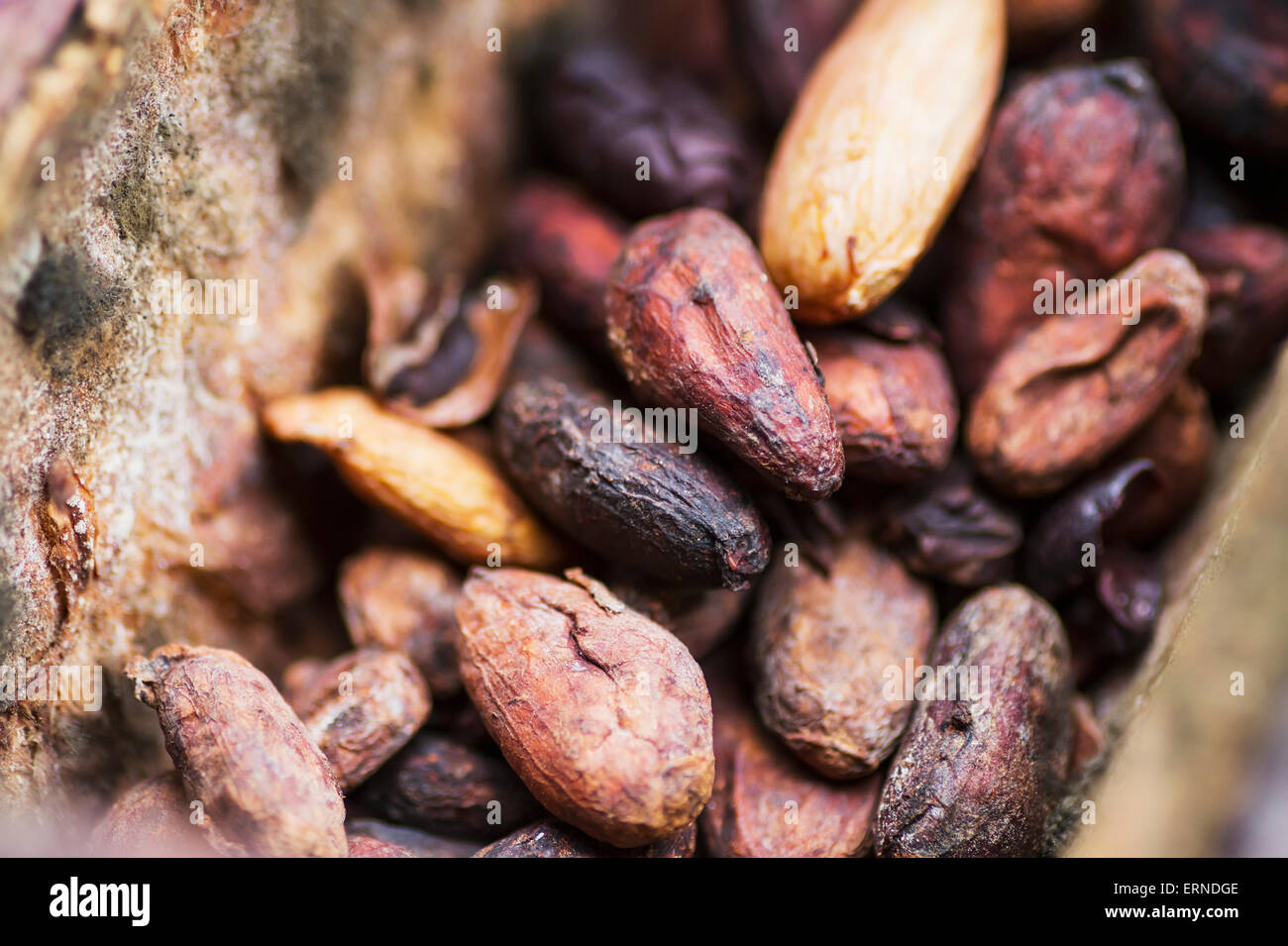 Roasted cocoa beans at El Quetzal de Mindo Chocolate Factory, Mindo