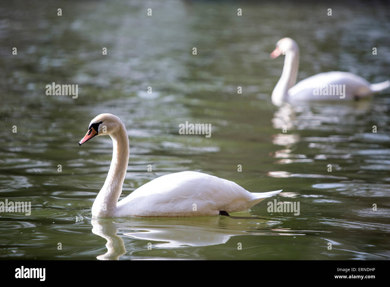 Two white swans swim in the lake Stock Photo