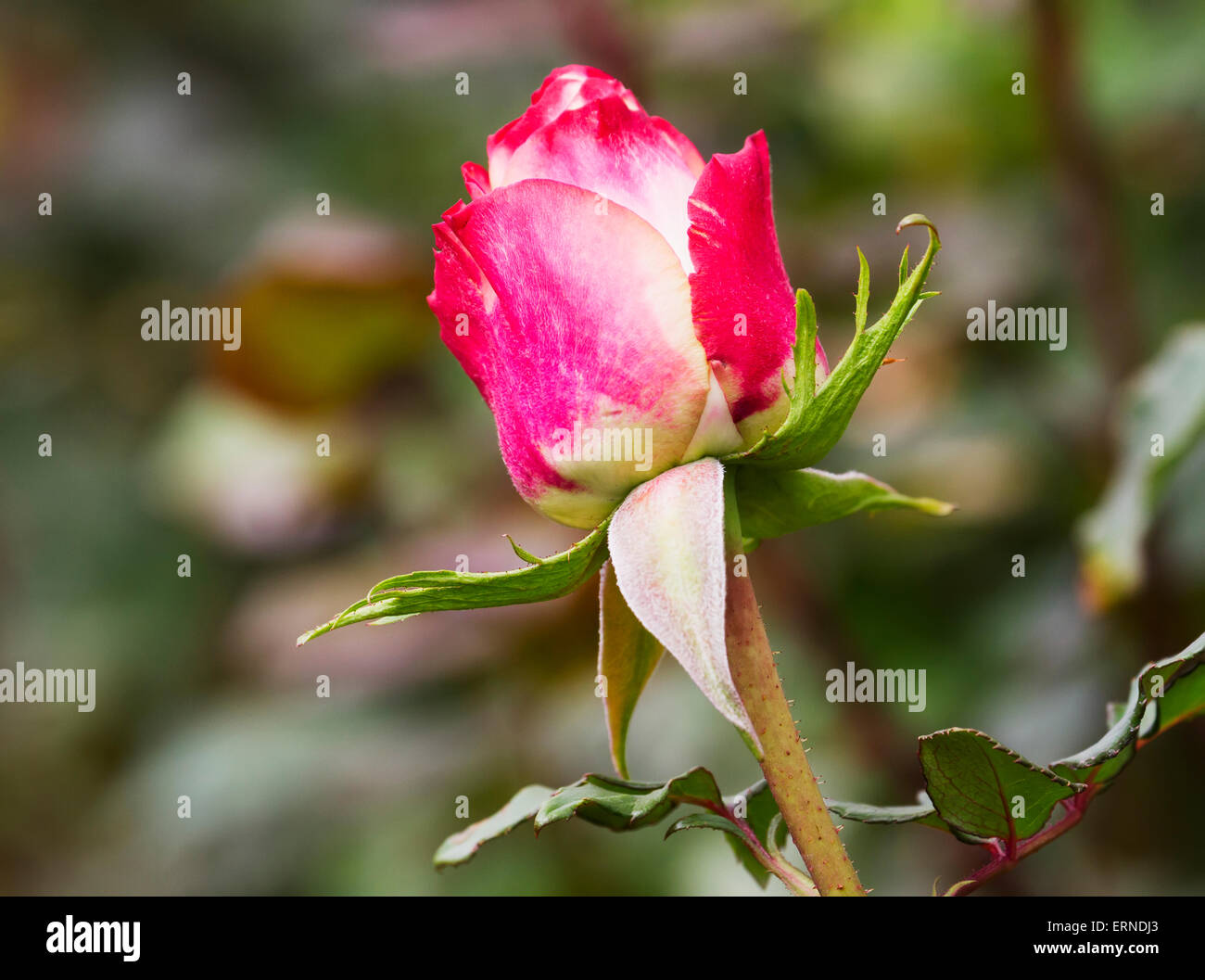 Blush Rose grown in the greenhouse of Nevado Roses, Latacunga, Cotopaxi