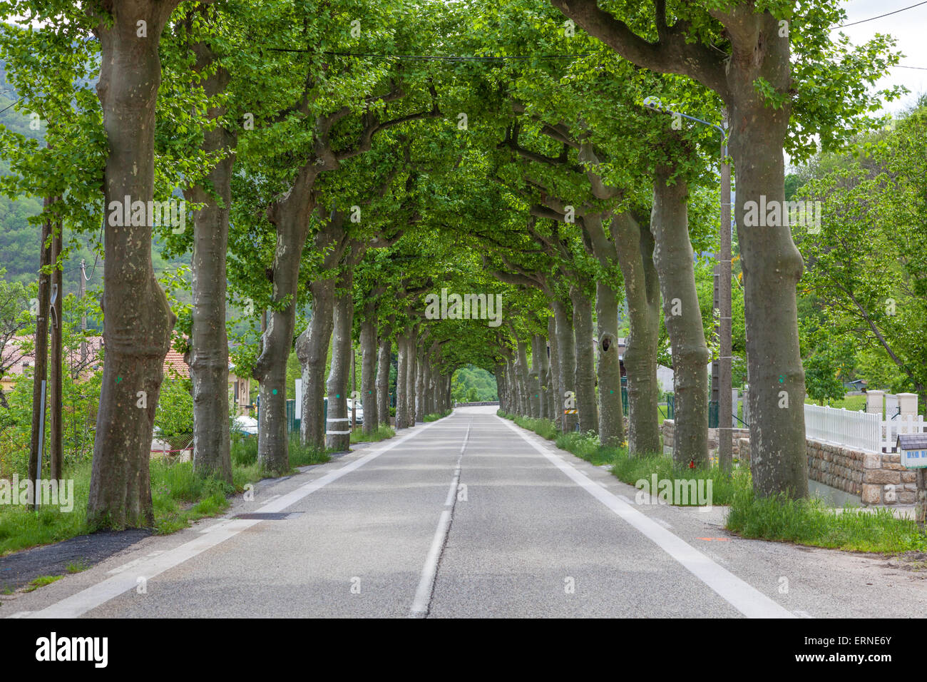 Alley trees hi-res stock photography and images - Alamy