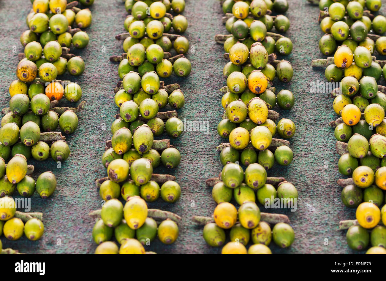 Betel nuts for sale at the market, Wamena, Papua, Indonesia Stock Photo