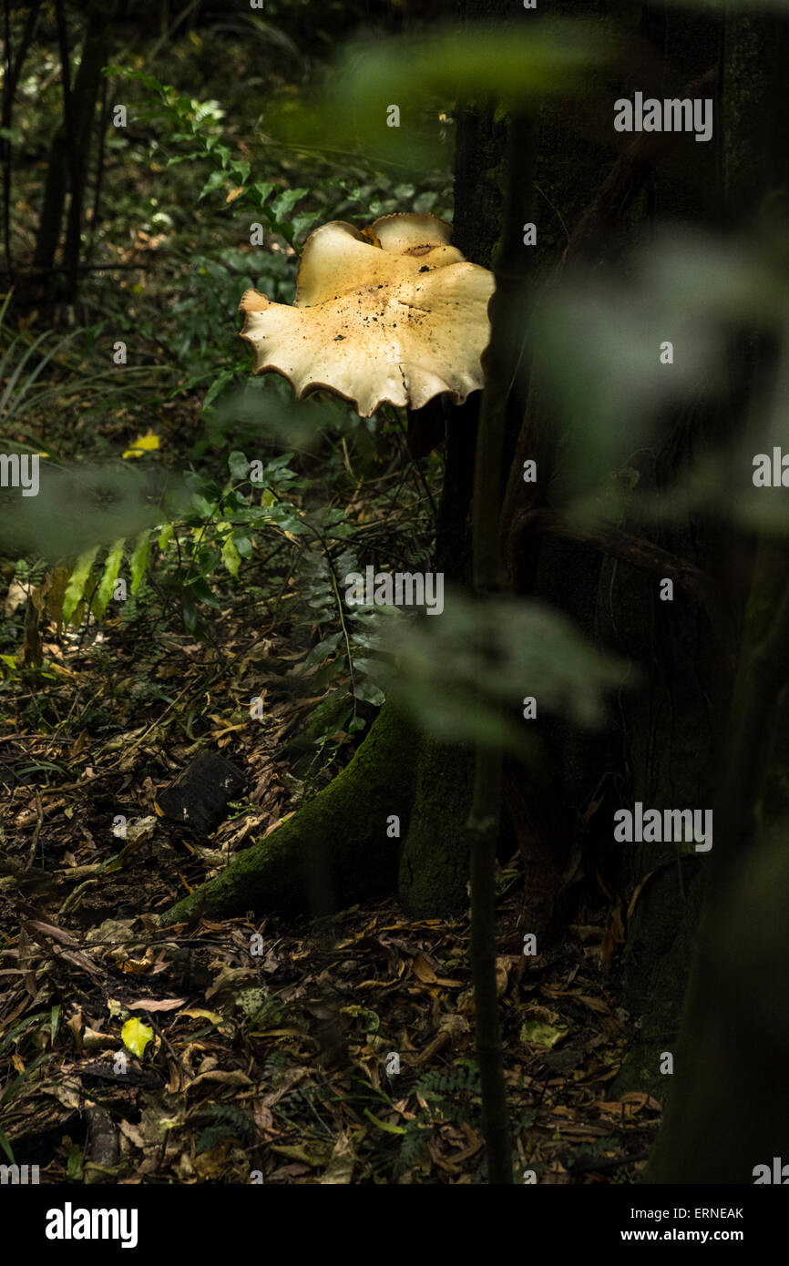 Fungus growing on the side of a tree in the forest at the Manawatu ...