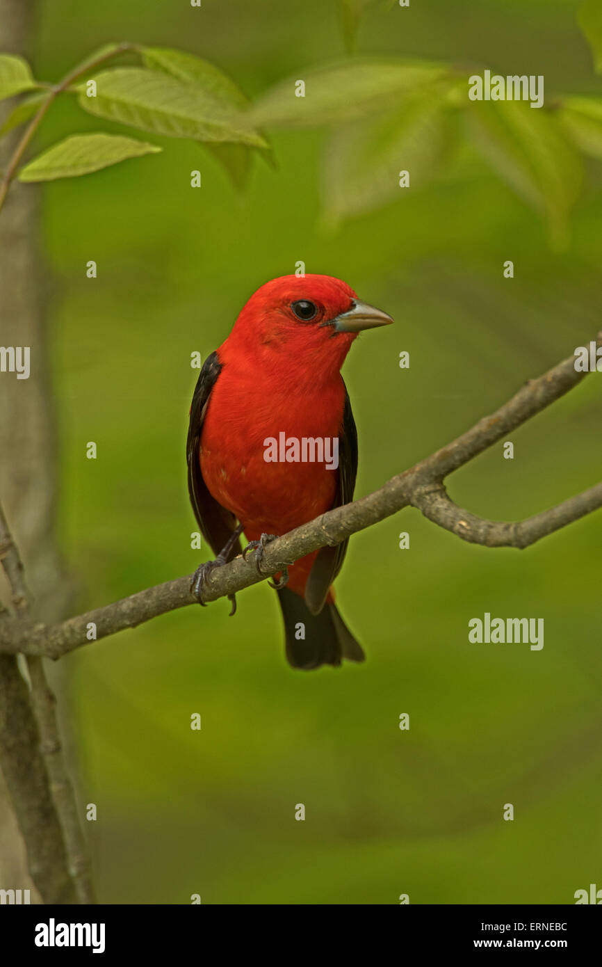 scarlet tanager (Piranga olivacea), male in Spring, New York Stock Photo