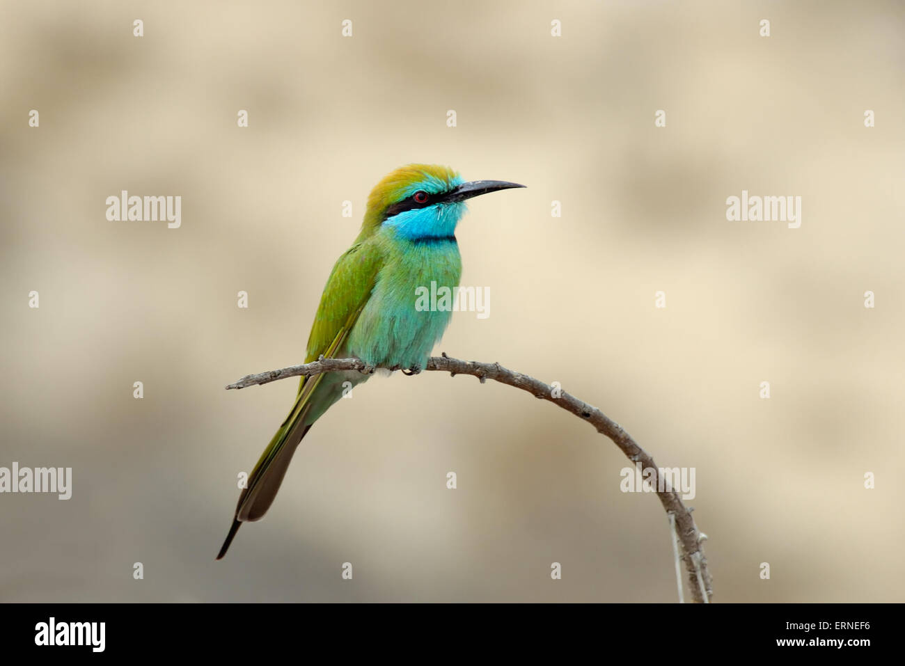 Perched Little Green Bee-eater in Sharjah emirate of UAE Stock Photo ...