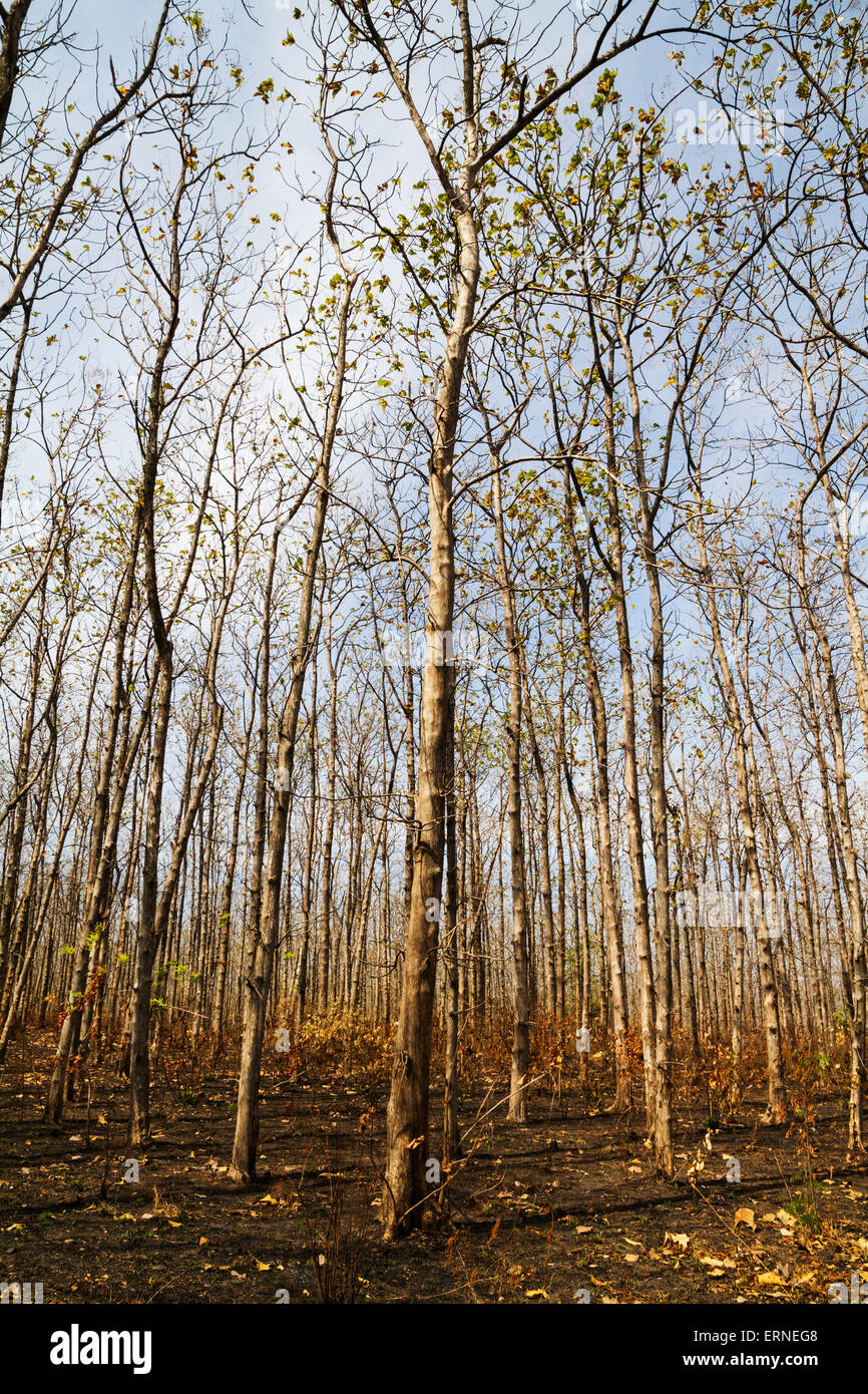 Teak (Tectona grandis) trees, Baluran National Park, East Java, Indonesia Stock Photo
