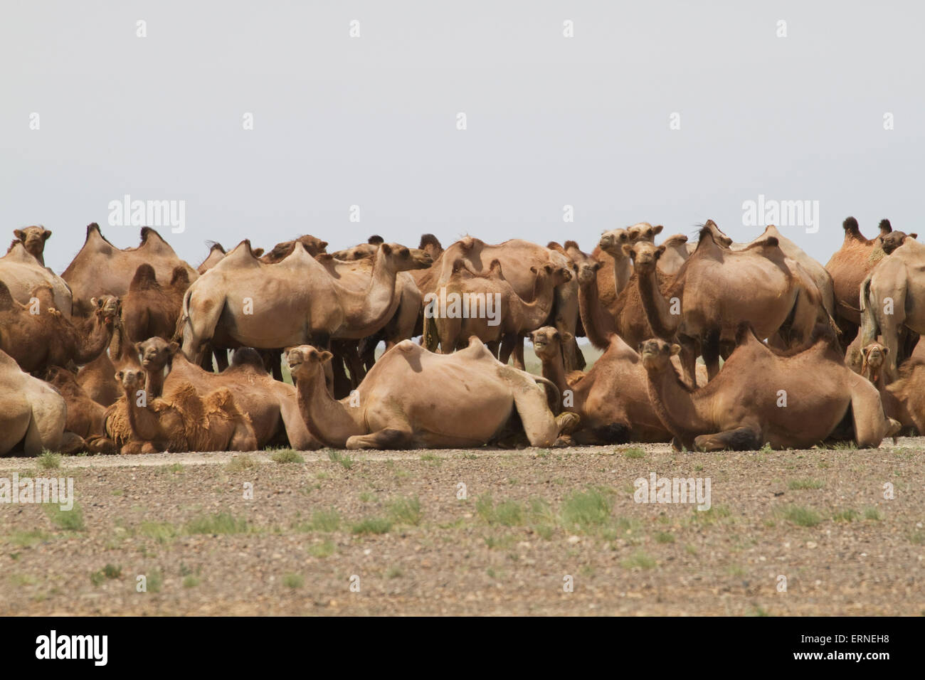 Bactrian camels (Camelus bactrianus), Gobi Desert, South Gobi Province; Mongolia Stock Photo