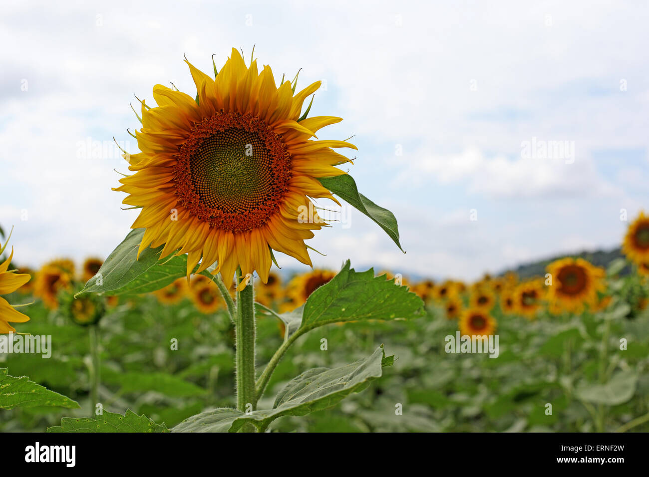 Field of sunflowers Stock Photo - Alamy