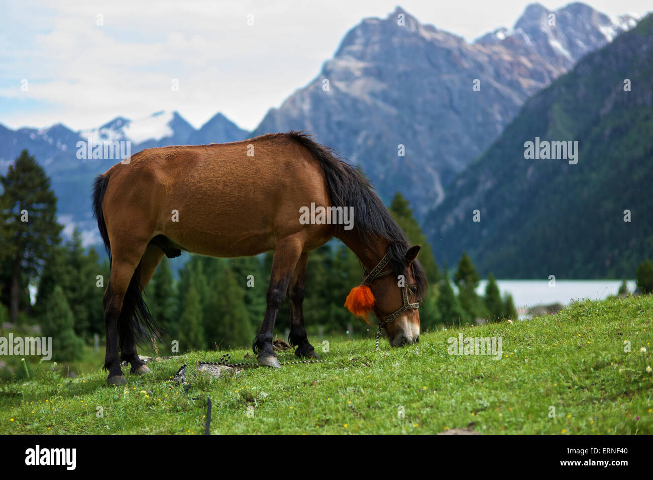 Horse grazing on grass field with lake and mountain range in the background; Ganze, Sichuan, China Stock Photo