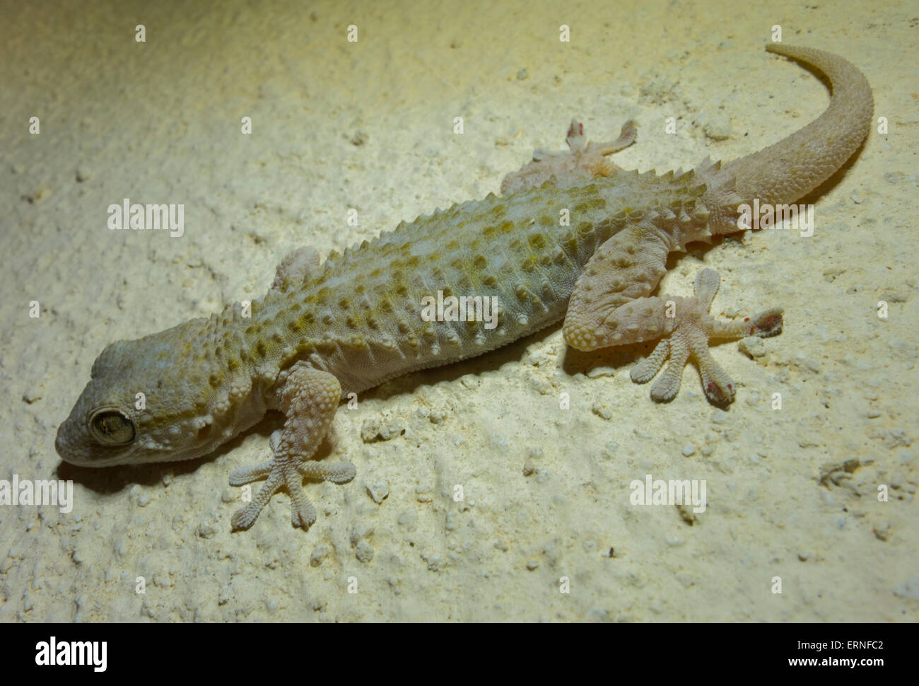 Close up Mediterranean House Gecko, Hemidactylus turcicus, from Malta, Mediterranean Sea. Stock Photo