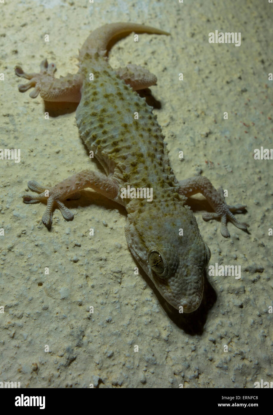 Close up Mediterranean House Gecko, Hemidactylus turcicus, from Malta, Mediterranean Sea. Stock Photo